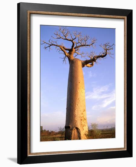 Giant Baobab Tree, Morondava, Madagascar-Pete Oxford-Framed Photographic Print