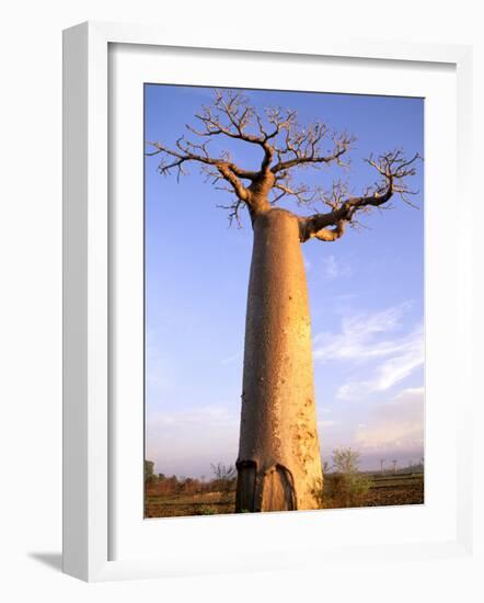 Giant Baobab Tree, Morondava, Madagascar-Pete Oxford-Framed Photographic Print