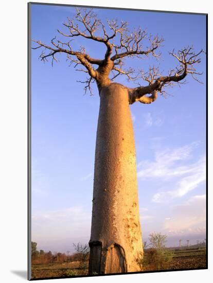 Giant Baobab Tree, Morondava, Madagascar-Pete Oxford-Mounted Photographic Print