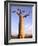 Giant Baobab Tree, Morondava, Madagascar-Pete Oxford-Framed Photographic Print