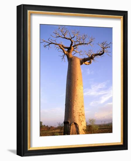 Giant Baobab Tree, Morondava, Madagascar-Pete Oxford-Framed Photographic Print