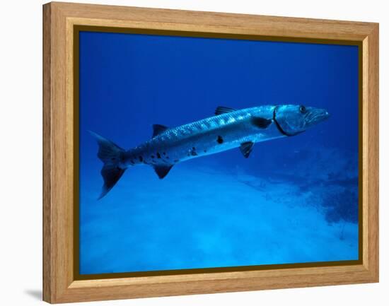 Giant Barracuda, FL-Mike Mesgleski-Framed Premier Image Canvas