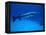 Giant Barracuda, FL-Mike Mesgleski-Framed Premier Image Canvas