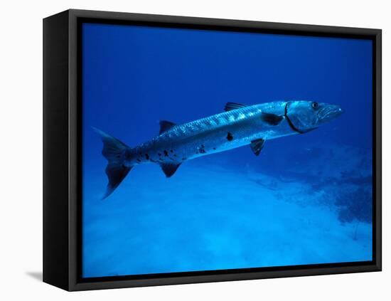 Giant Barracuda, FL-Mike Mesgleski-Framed Premier Image Canvas