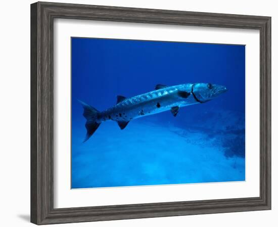 Giant Barracuda, FL-Mike Mesgleski-Framed Photographic Print