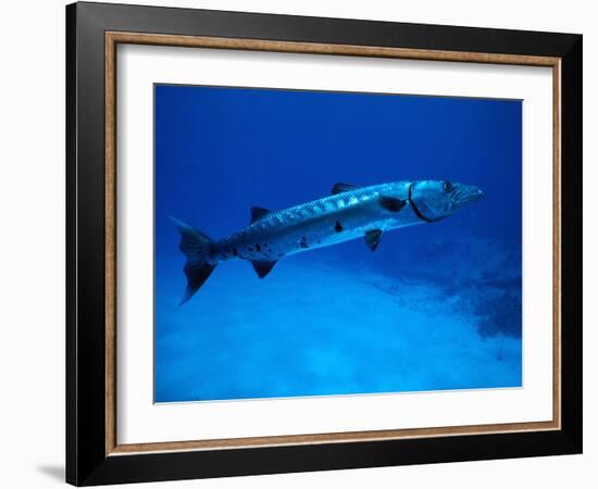 Giant Barracuda, FL-Mike Mesgleski-Framed Photographic Print