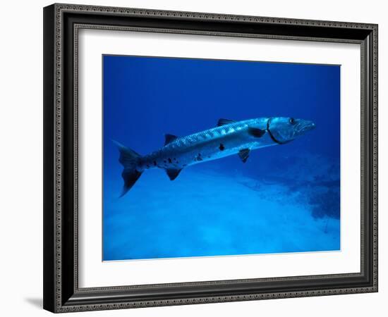 Giant Barracuda, FL-Mike Mesgleski-Framed Photographic Print
