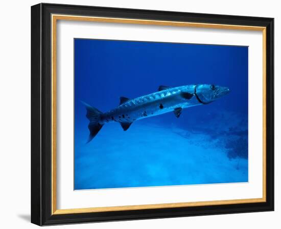 Giant Barracuda, FL-Mike Mesgleski-Framed Photographic Print