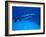 Giant Barracuda, FL-Mike Mesgleski-Framed Photographic Print