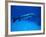 Giant Barracuda, FL-Mike Mesgleski-Framed Photographic Print