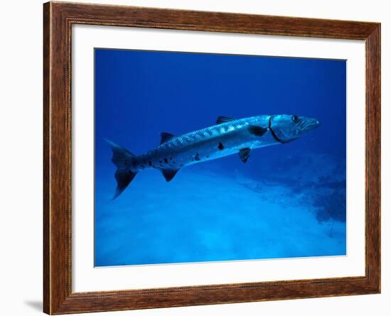 Giant Barracuda, FL-Mike Mesgleski-Framed Photographic Print