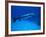 Giant Barracuda, FL-Mike Mesgleski-Framed Photographic Print