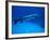 Giant Barracuda, FL-Mike Mesgleski-Framed Photographic Print