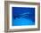 Giant Barracuda, FL-Mike Mesgleski-Framed Photographic Print