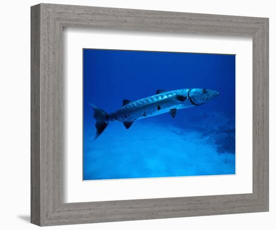 Giant Barracuda, FL-Mike Mesgleski-Framed Photographic Print