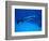 Giant Barracuda, FL-Mike Mesgleski-Framed Photographic Print