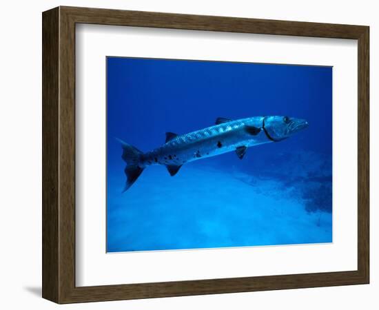 Giant Barracuda, FL-Mike Mesgleski-Framed Photographic Print