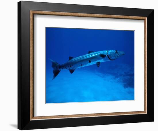 Giant Barracuda, FL-Mike Mesgleski-Framed Photographic Print