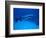 Giant Barracuda, FL-Mike Mesgleski-Framed Photographic Print