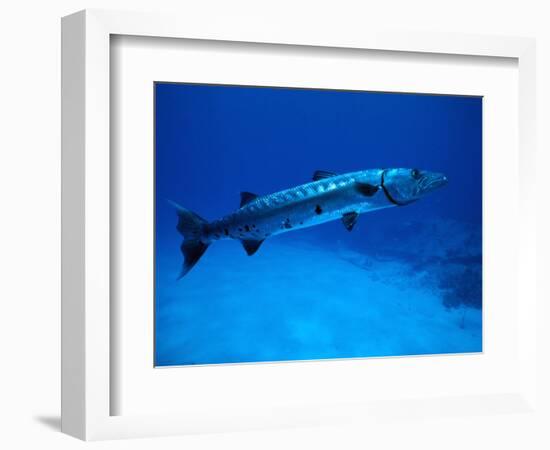 Giant Barracuda, FL-Mike Mesgleski-Framed Photographic Print