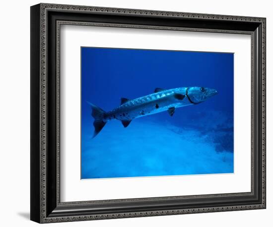 Giant Barracuda, FL-Mike Mesgleski-Framed Photographic Print