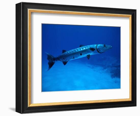 Giant Barracuda, FL-Mike Mesgleski-Framed Photographic Print