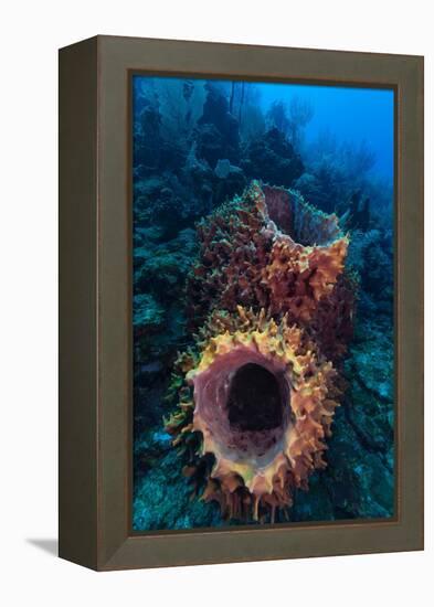 Giant barrel sponge within coral reef, Caribbean Sea-Claudio Contreras-Framed Premier Image Canvas