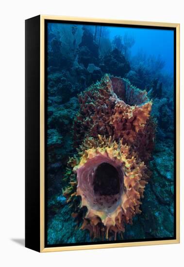 Giant barrel sponge within coral reef, Caribbean Sea-Claudio Contreras-Framed Premier Image Canvas