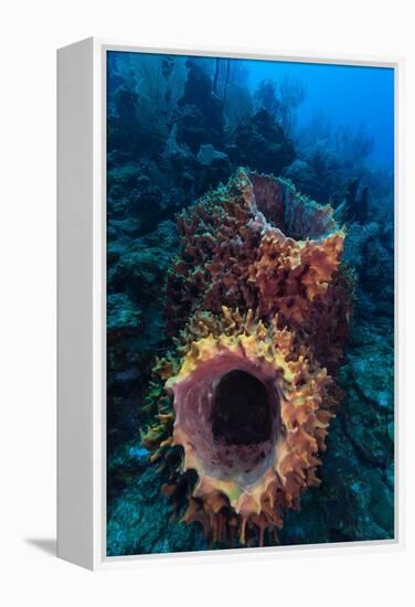 Giant barrel sponge within coral reef, Caribbean Sea-Claudio Contreras-Framed Premier Image Canvas