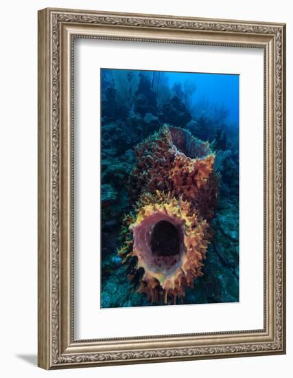 Giant barrel sponge within coral reef, Caribbean Sea-Claudio Contreras-Framed Photographic Print