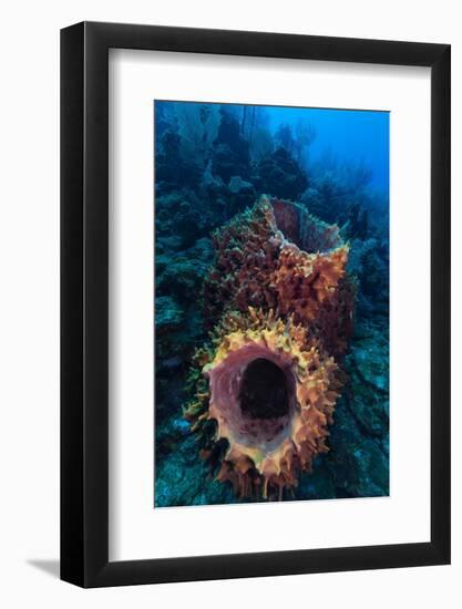 Giant barrel sponge within coral reef, Caribbean Sea-Claudio Contreras-Framed Photographic Print