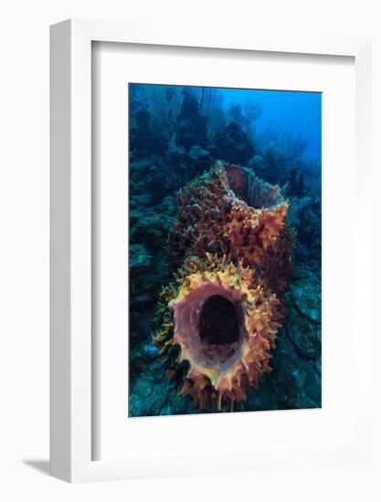 Giant barrel sponge within coral reef, Caribbean Sea-Claudio Contreras-Framed Photographic Print