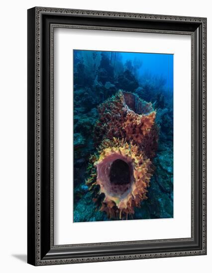 Giant barrel sponge within coral reef, Caribbean Sea-Claudio Contreras-Framed Photographic Print