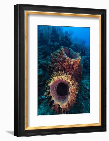 Giant barrel sponge within coral reef, Caribbean Sea-Claudio Contreras-Framed Photographic Print