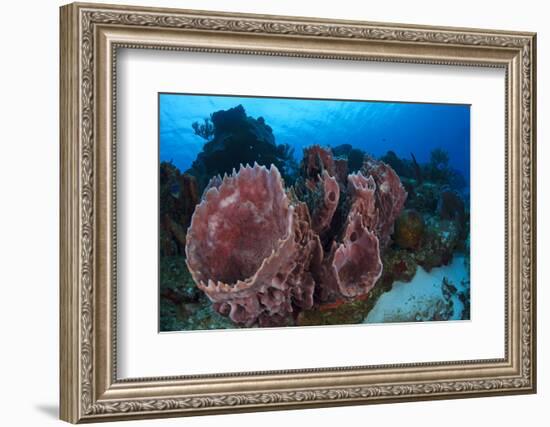 Giant Barrel Sponge (Xestospongia Muta) Cozumel Reefs National Park-Claudio Contreras-Framed Photographic Print