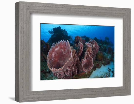 Giant Barrel Sponge (Xestospongia Muta) Cozumel Reefs National Park-Claudio Contreras-Framed Photographic Print