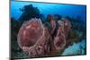 Giant Barrel Sponge (Xestospongia Muta) Cozumel Reefs National Park-Claudio Contreras-Mounted Photographic Print