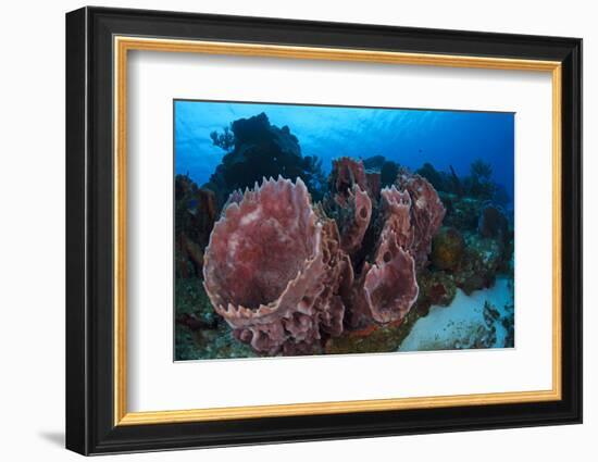 Giant Barrel Sponge (Xestospongia Muta) Cozumel Reefs National Park-Claudio Contreras-Framed Photographic Print