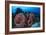 Giant Barrel Sponge (Xestospongia Muta) Cozumel Reefs National Park-Claudio Contreras-Framed Photographic Print