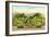 Giant Cabbages on Flatbed-null-Framed Premium Giclee Print