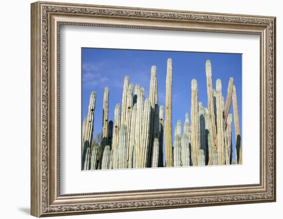 Giant Cactus-Gumbao-Framed Photographic Print