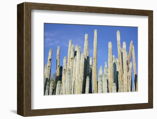 Giant Cactus-Gumbao-Framed Photographic Print