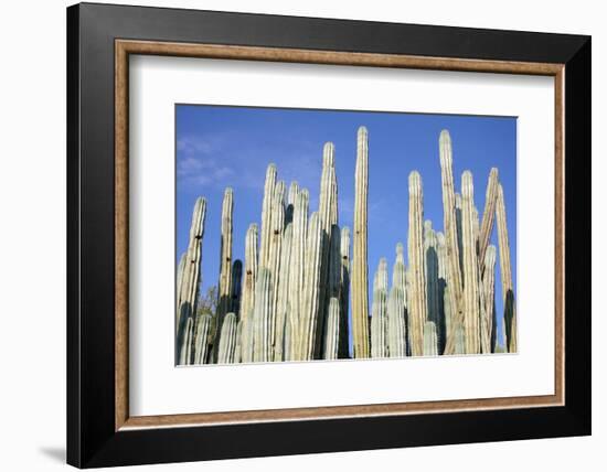 Giant Cactus-Gumbao-Framed Photographic Print