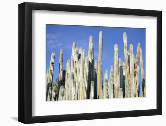 Giant Cactus-Gumbao-Framed Photographic Print