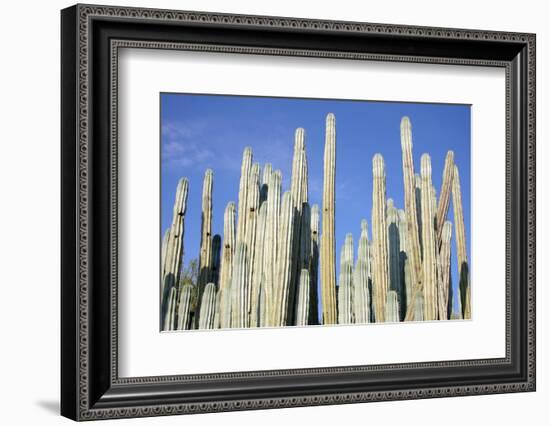 Giant Cactus-Gumbao-Framed Photographic Print