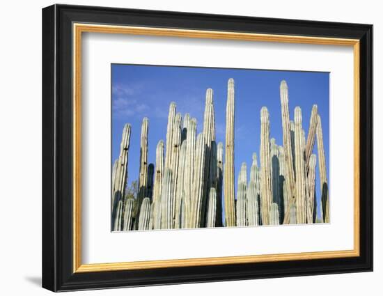 Giant Cactus-Gumbao-Framed Photographic Print