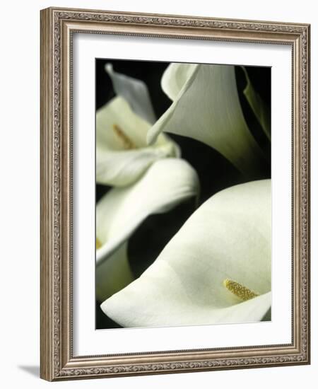 Giant Calla Lilies in Big Sur, California, USA-Jerry Ginsberg-Framed Photographic Print