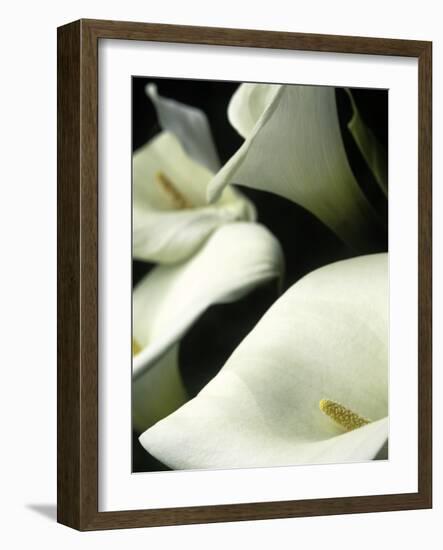 Giant Calla Lilies in Big Sur, California, USA-Jerry Ginsberg-Framed Photographic Print