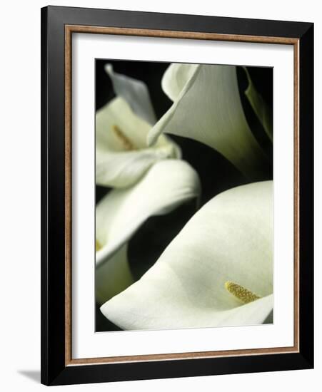 Giant Calla Lilies in Big Sur, California, USA-Jerry Ginsberg-Framed Photographic Print