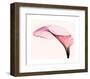 Giant Calla (small)-Steven N^ Meyers-Framed Art Print